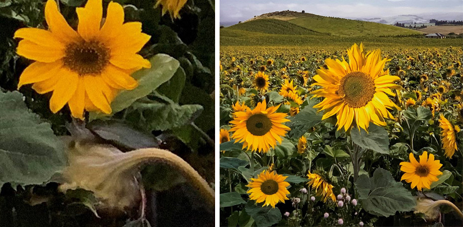 200505 Sunflowers - Totara 257 274 470 x 568 4 s