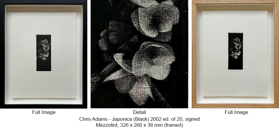 250202 CA TIZ - CA Works - Flowers - Japonica Black 326 x 260 x 36 (fr)