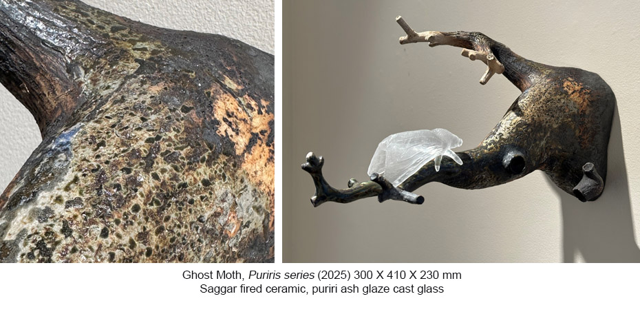 251017 - BG - Puriri - Ghost Moth